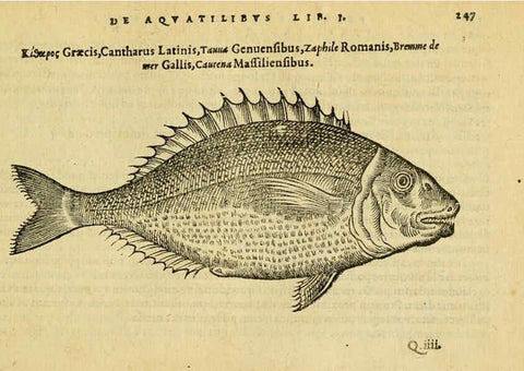 Reproducción/Reproduction 6418711583: Petri Bellonii Cenomani De aquatilibus, libri duo cum [epsilon, iota] conibus ad viuam ipsorum effigiem, quoad eius fieri potuit, expressis ... Parisiis,Apud C. Stephanum,1553