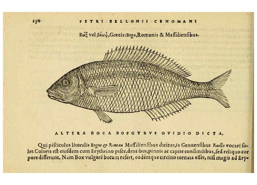 Reproducción/Reproduction 6418708381: Petri Bellonii Cenomani De aquatilibus, libri duo cum [epsilon, iota] conibus ad viuam ipsorum effigiem, quoad eius fieri potuit, expressis ... Parisiis,Apud C. Stephanum,1553