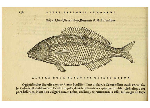 Reproducción/Reproduction 6418708381: Petri Bellonii Cenomani De aquatilibus, libri duo cum [epsilon, iota] conibus ad viuam ipsorum effigiem, quoad eius fieri potuit, expressis ... Parisiis,Apud C. Stephanum,1553