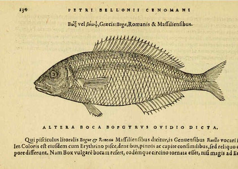 Reproducción/Reproduction 6418708381: Petri Bellonii Cenomani De aquatilibus, libri duo cum [epsilon, iota] conibus ad viuam ipsorum effigiem, quoad eius fieri potuit, expressis ... Parisiis,Apud C. Stephanum,1553