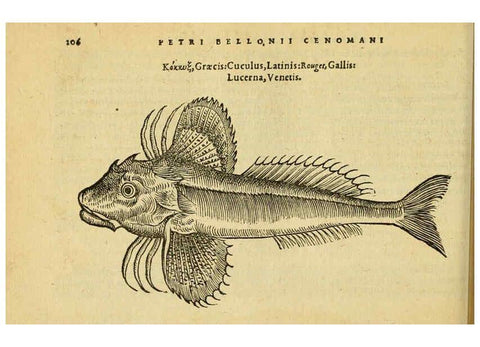 Reproducción/Reproduction 6418704533: Petri Bellonii Cenomani De aquatilibus, libri duo cum [epsilon, iota] conibus ad viuam ipsorum effigiem, quoad eius fieri potuit, expressis ... Parisiis,Apud C. Stephanum,1553