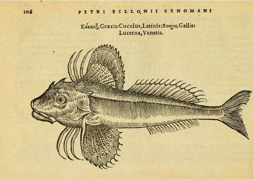 Reproducción/Reproduction 6418704533: Petri Bellonii Cenomani De aquatilibus, libri duo cum [epsilon, iota] conibus ad viuam ipsorum effigiem, quoad eius fieri potuit, expressis ... Parisiis,Apud C. Stephanum,1553