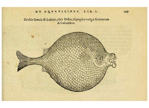 Reproducción/Reproduction 6418720729: Petri Bellonii Cenomani De aquatilibus, libri duo cum [epsilon, iota] conibus ad viuam ipsorum effigiem, quoad eius fieri potuit, expressis ... Parisiis,Apud C. Stephanum,1553
