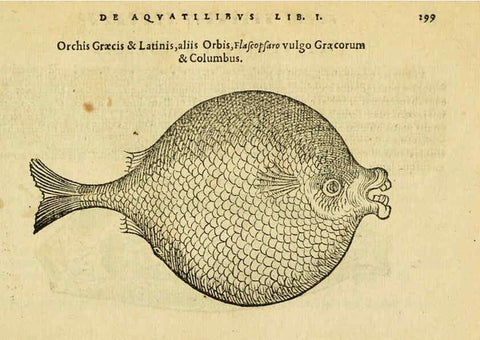 Reproducción/Reproduction 6418720729: Petri Bellonii Cenomani De aquatilibus, libri duo cum [epsilon, iota] conibus ad viuam ipsorum effigiem, quoad eius fieri potuit, expressis ... Parisiis,Apud C. Stephanum,1553