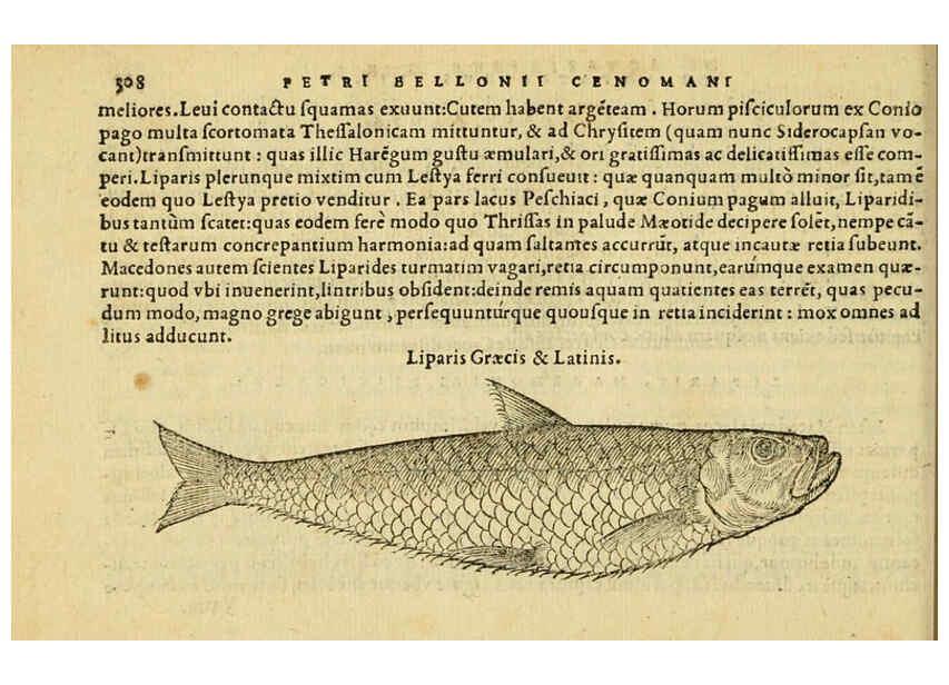 Reproducción/Reproduction 6418721325: Petri Bellonii Cenomani De aquatilibus, libri duo cum [epsilon, iota] conibus ad viuam ipsorum effigiem, quoad eius fieri potuit, expressis ... Parisiis,Apud C. Stephanum,1553