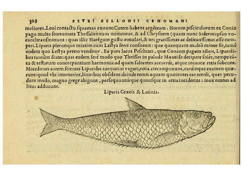 Reproducción/Reproduction 6418721325: Petri Bellonii Cenomani De aquatilibus, libri duo cum [epsilon, iota] conibus ad viuam ipsorum effigiem, quoad eius fieri potuit, expressis ... Parisiis,Apud C. Stephanum,1553