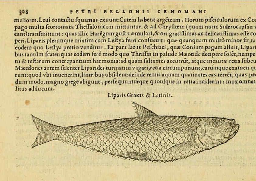 Reproducción/Reproduction 6418721325: Petri Bellonii Cenomani De aquatilibus, libri duo cum [epsilon, iota] conibus ad viuam ipsorum effigiem, quoad eius fieri potuit, expressis ... Parisiis,Apud C. Stephanum,1553