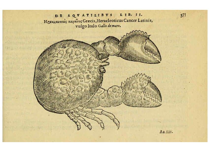 Reproducción/Reproduction 6418730329: Petri Bellonii Cenomani De aquatilibus, libri duo cum [epsilon, iota] conibus ad viuam ipsorum effigiem, quoad eius fieri potuit, expressis ... Parisiis,Apud C. Stephanum,1553