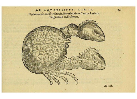 Reproducción/Reproduction 6418730329: Petri Bellonii Cenomani De aquatilibus, libri duo cum [epsilon, iota] conibus ad viuam ipsorum effigiem, quoad eius fieri potuit, expressis ... Parisiis,Apud C. Stephanum,1553