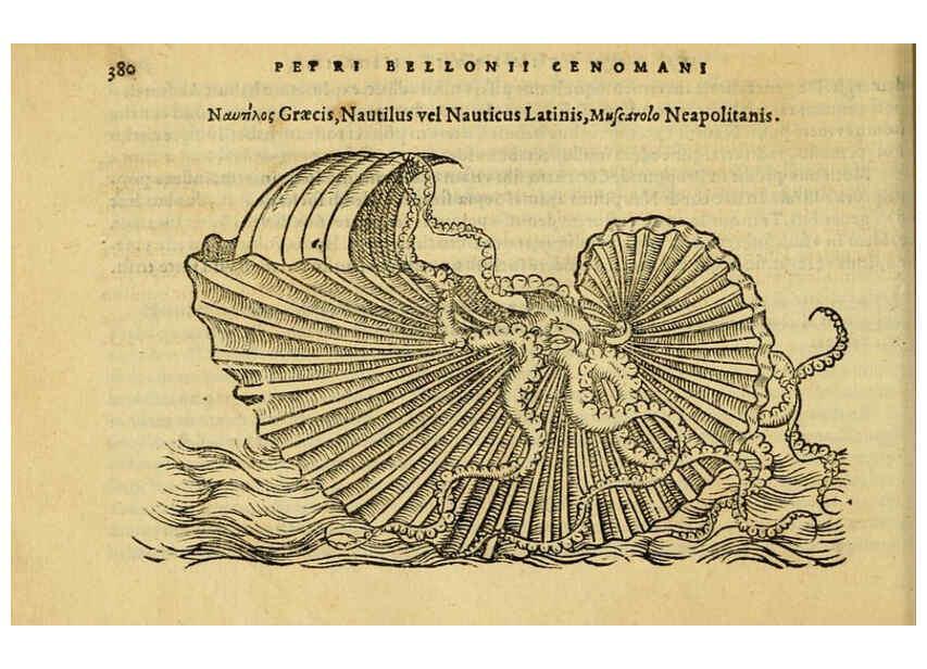Reproducción/Reproduction 6418730685: Petri Bellonii Cenomani De aquatilibus, libri duo cum [epsilon, iota] conibus ad viuam ipsorum effigiem, quoad eius fieri potuit, expressis ... Parisiis,Apud C. Stephanum,1553