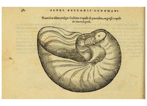 Reproducción/Reproduction 6418731039: Petri Bellonii Cenomani De aquatilibus, libri duo cum [epsilon, iota] conibus ad viuam ipsorum effigiem, quoad eius fieri potuit, expressis ... Parisiis,Apud C. Stephanum,1553