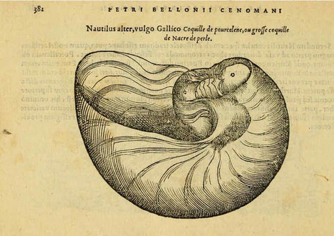 Reproducción/Reproduction 6418731039: Petri Bellonii Cenomani De aquatilibus, libri duo cum [epsilon, iota] conibus ad viuam ipsorum effigiem, quoad eius fieri potuit, expressis ... Parisiis,Apud C. Stephanum,1553