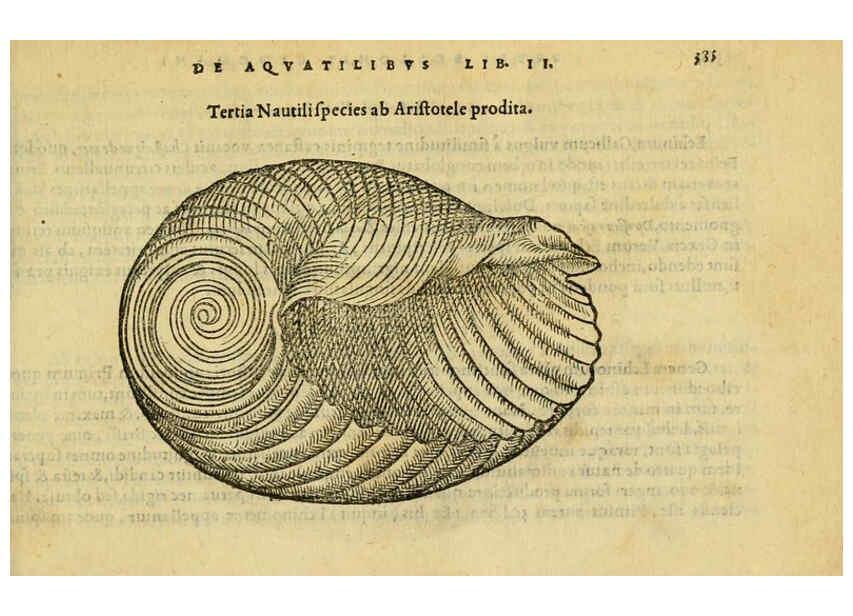 Reproducción/Reproduction 6418731331: Petri Bellonii Cenomani De aquatilibus, libri duo cum [epsilon, iota] conibus ad viuam ipsorum effigiem, quoad eius fieri potuit, expressis ... Parisiis,Apud C. Stephanum,1553