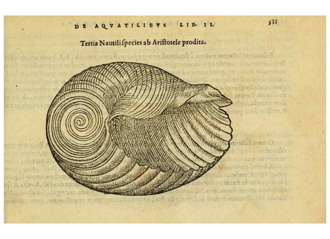 Reproducción/Reproduction 6418731331: Petri Bellonii Cenomani De aquatilibus, libri duo cum [epsilon, iota] conibus ad viuam ipsorum effigiem, quoad eius fieri potuit, expressis ... Parisiis,Apud C. Stephanum,1553