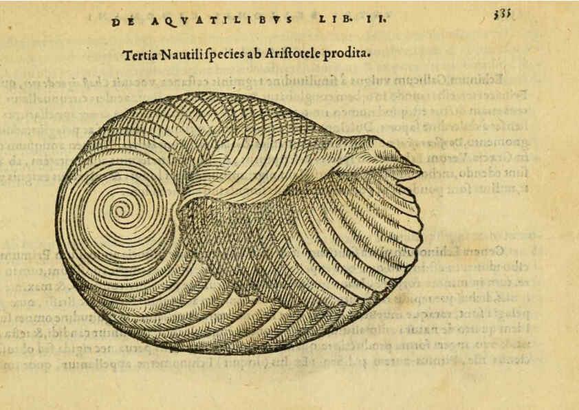 Reproducción/Reproduction 6418731331: Petri Bellonii Cenomani De aquatilibus, libri duo cum [epsilon, iota] conibus ad viuam ipsorum effigiem, quoad eius fieri potuit, expressis ... Parisiis,Apud C. Stephanum,1553