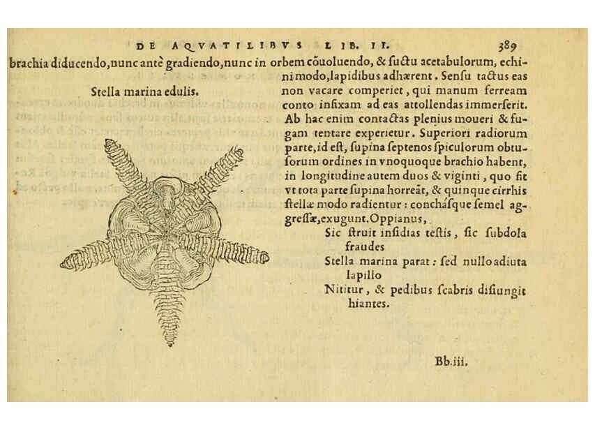 Reproducción/Reproduction 6418731643: Petri Bellonii Cenomani De aquatilibus, libri duo cum [epsilon, iota] conibus ad viuam ipsorum effigiem, quoad eius fieri potuit, expressis ... Parisiis,Apud C. Stephanum,1553