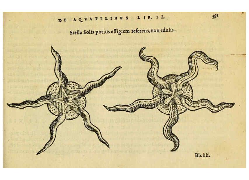 Reproducción/Reproduction 6418732183: Petri Bellonii Cenomani De aquatilibus, libri duo cum [epsilon, iota] conibus ad viuam ipsorum effigiem, quoad eius fieri potuit, expressis ... Parisiis,Apud C. Stephanum,1553