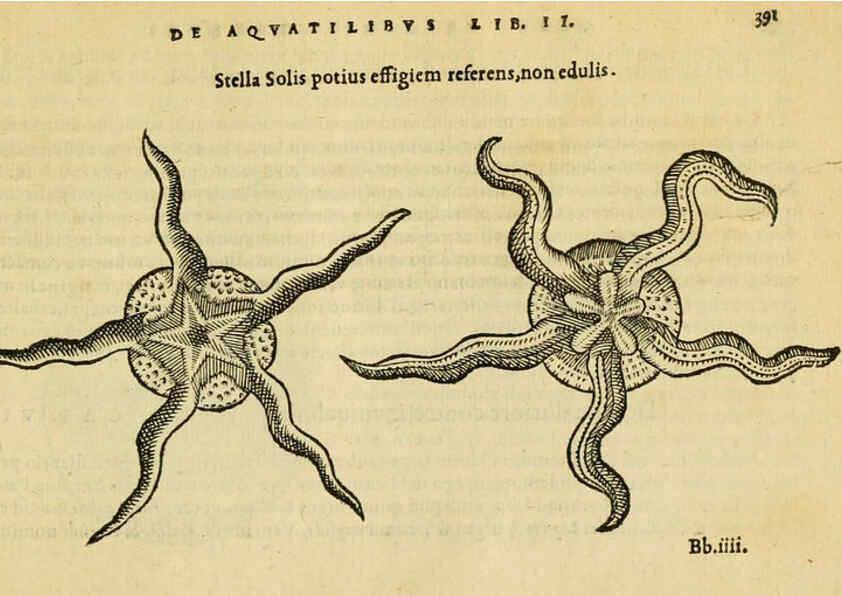 Reproducción/Reproduction 6418732183: Petri Bellonii Cenomani De aquatilibus, libri duo cum [epsilon, iota] conibus ad viuam ipsorum effigiem, quoad eius fieri potuit, expressis ... Parisiis,Apud C. Stephanum,1553