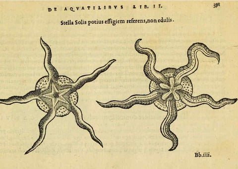 Reproducción/Reproduction 6418732183: Petri Bellonii Cenomani De aquatilibus, libri duo cum [epsilon, iota] conibus ad viuam ipsorum effigiem, quoad eius fieri potuit, expressis ... Parisiis,Apud C. Stephanum,1553