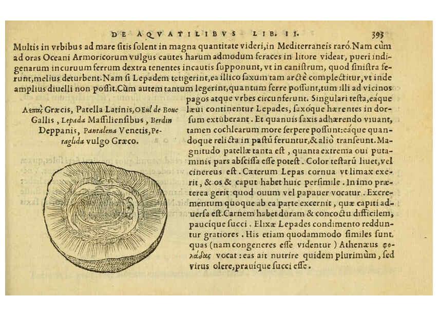 Reproducción/Reproduction 6418732511: Petri Bellonii Cenomani De aquatilibus, libri duo cum [epsilon, iota] conibus ad viuam ipsorum effigiem, quoad eius fieri potuit, expressis ... Parisiis,Apud C. Stephanum,1553