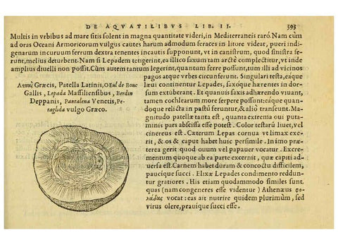 Reproducción/Reproduction 6418732511: Petri Bellonii Cenomani De aquatilibus, libri duo cum [epsilon, iota] conibus ad viuam ipsorum effigiem, quoad eius fieri potuit, expressis ... Parisiis,Apud C. Stephanum,1553