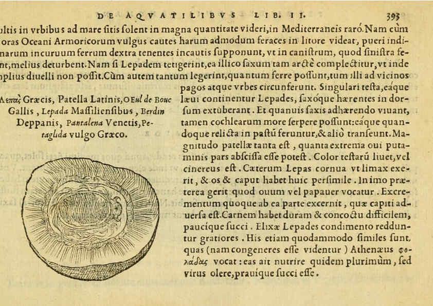 Reproducción/Reproduction 6418732511: Petri Bellonii Cenomani De aquatilibus, libri duo cum [epsilon, iota] conibus ad viuam ipsorum effigiem, quoad eius fieri potuit, expressis ... Parisiis,Apud C. Stephanum,1553