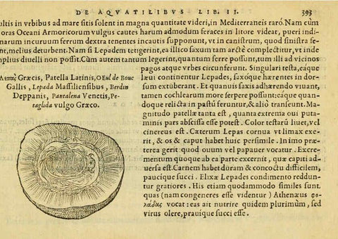Reproducción/Reproduction 6418732511: Petri Bellonii Cenomani De aquatilibus, libri duo cum [epsilon, iota] conibus ad viuam ipsorum effigiem, quoad eius fieri potuit, expressis ... Parisiis,Apud C. Stephanum,1553