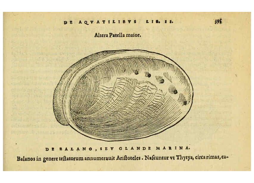 Reproducción/Reproduction 6418732861: Petri Bellonii Cenomani De aquatilibus, libri duo cum [epsilon, iota] conibus ad viuam ipsorum effigiem, quoad eius fieri potuit, expressis ... Parisiis,Apud C. Stephanum,1553