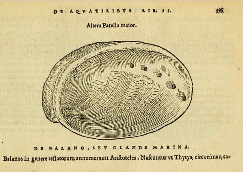Reproducción/Reproduction 6418732861: Petri Bellonii Cenomani De aquatilibus, libri duo cum [epsilon, iota] conibus ad viuam ipsorum effigiem, quoad eius fieri potuit, expressis ... Parisiis,Apud C. Stephanum,1553