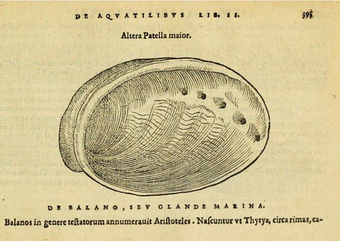 Reproducción/Reproduction 6418732861: Petri Bellonii Cenomani De aquatilibus, libri duo cum [epsilon, iota] conibus ad viuam ipsorum effigiem, quoad eius fieri potuit, expressis ... Parisiis,Apud C. Stephanum,1553