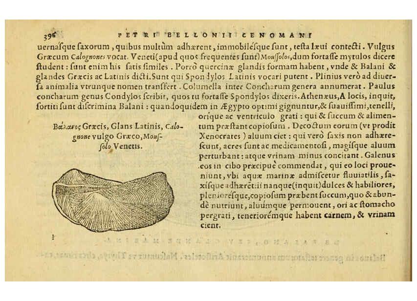 Reproducción/Reproduction 6418733157: Petri Bellonii Cenomani De aquatilibus, libri duo cum [epsilon, iota] conibus ad viuam ipsorum effigiem, quoad eius fieri potuit, expressis ... Parisiis,Apud C. Stephanum,1553