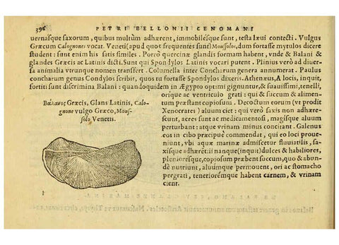 Reproducción/Reproduction 6418733157: Petri Bellonii Cenomani De aquatilibus, libri duo cum [epsilon, iota] conibus ad viuam ipsorum effigiem, quoad eius fieri potuit, expressis ... Parisiis,Apud C. Stephanum,1553
