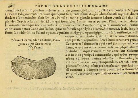 Reproducción/Reproduction 6418733157: Petri Bellonii Cenomani De aquatilibus, libri duo cum [epsilon, iota] conibus ad viuam ipsorum effigiem, quoad eius fieri potuit, expressis ... Parisiis,Apud C. Stephanum,1553