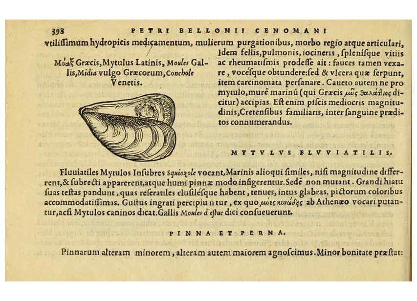 Reproducción/Reproduction 6418733465: Petri Bellonii Cenomani De aquatilibus, libri duo cum [epsilon, iota] conibus ad viuam ipsorum effigiem, quoad eius fieri potuit, expressis ... Parisiis,Apud C. Stephanum,1553