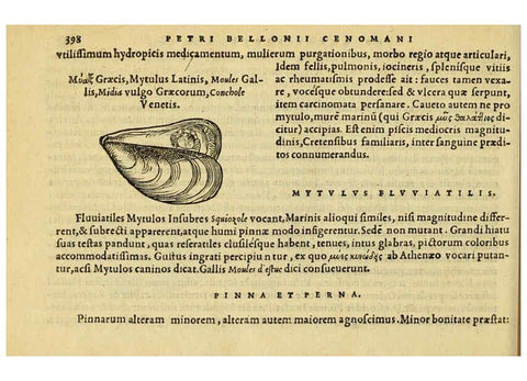 Reproducción/Reproduction 6418733465: Petri Bellonii Cenomani De aquatilibus, libri duo cum [epsilon, iota] conibus ad viuam ipsorum effigiem, quoad eius fieri potuit, expressis ... Parisiis,Apud C. Stephanum,1553