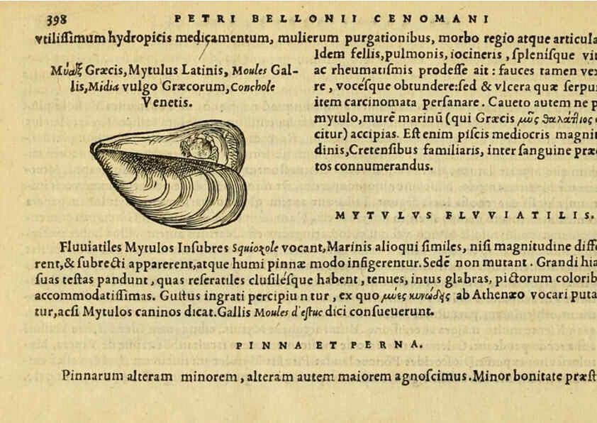 Reproducción/Reproduction 6418733465: Petri Bellonii Cenomani De aquatilibus, libri duo cum [epsilon, iota] conibus ad viuam ipsorum effigiem, quoad eius fieri potuit, expressis ... Parisiis,Apud C. Stephanum,1553