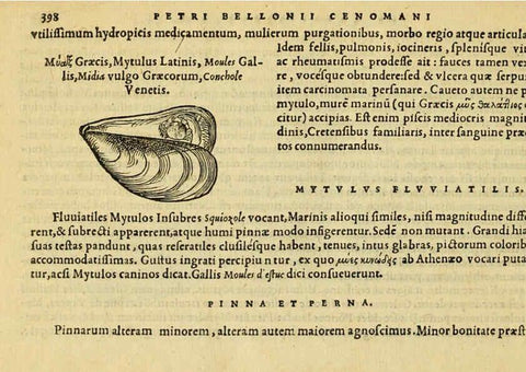 Reproducción/Reproduction 6418733465: Petri Bellonii Cenomani De aquatilibus, libri duo cum [epsilon, iota] conibus ad viuam ipsorum effigiem, quoad eius fieri potuit, expressis ... Parisiis,Apud C. Stephanum,1553
