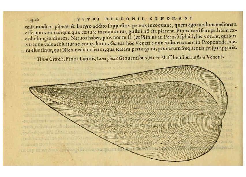 Reproducción/Reproduction 6418733765: Petri Bellonii Cenomani De aquatilibus, libri duo cum [epsilon, iota] conibus ad viuam ipsorum effigiem, quoad eius fieri potuit, expressis ... Parisiis,Apud C. Stephanum,1553