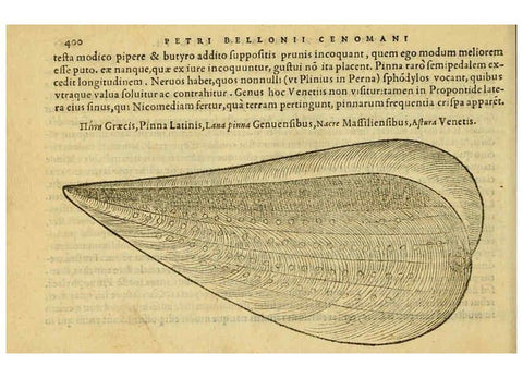Reproducción/Reproduction 6418733765: Petri Bellonii Cenomani De aquatilibus, libri duo cum [epsilon, iota] conibus ad viuam ipsorum effigiem, quoad eius fieri potuit, expressis ... Parisiis,Apud C. Stephanum,1553