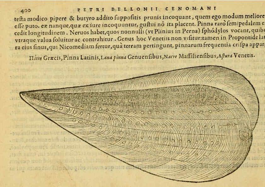 Reproducción/Reproduction 6418733765: Petri Bellonii Cenomani De aquatilibus, libri duo cum [epsilon, iota] conibus ad viuam ipsorum effigiem, quoad eius fieri potuit, expressis ... Parisiis,Apud C. Stephanum,1553