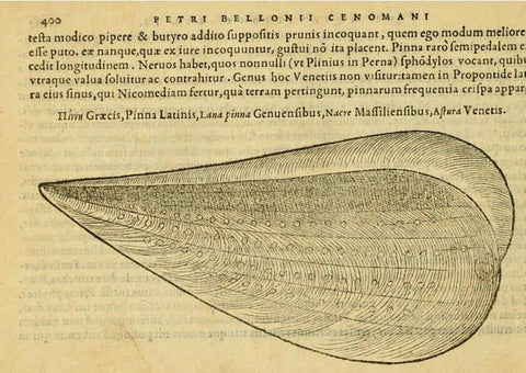 Reproducción/Reproduction 6418733765: Petri Bellonii Cenomani De aquatilibus, libri duo cum [epsilon, iota] conibus ad viuam ipsorum effigiem, quoad eius fieri potuit, expressis ... Parisiis,Apud C. Stephanum,1553