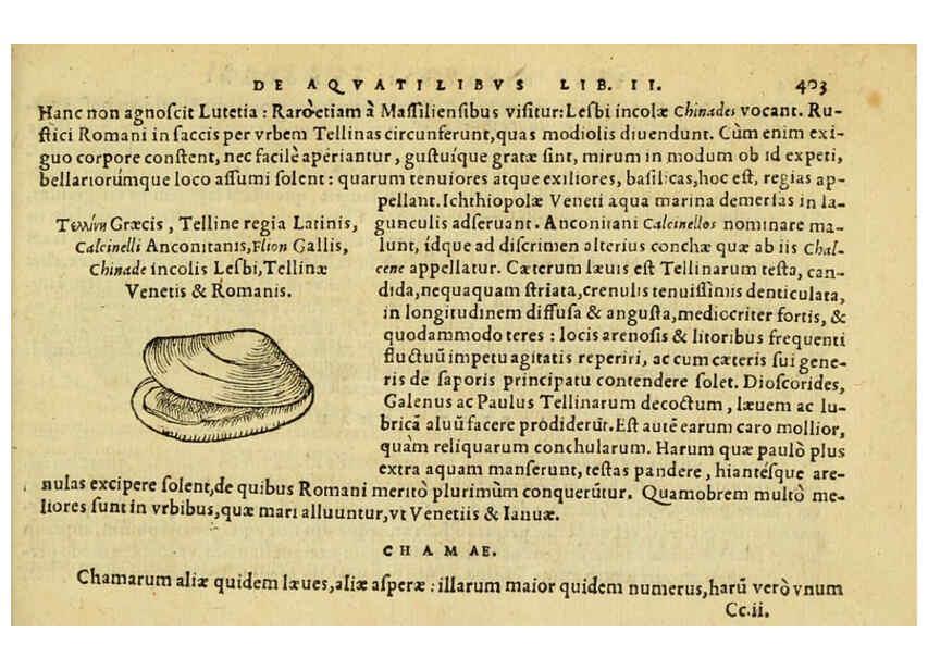 Reproducción/Reproduction 6418734277: Petri Bellonii Cenomani De aquatilibus, libri duo cum [epsilon, iota] conibus ad viuam ipsorum effigiem, quoad eius fieri potuit, expressis ... Parisiis,Apud C. Stephanum,1553