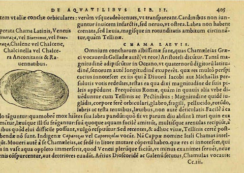 Reproducción/Reproduction 6418734621: Petri Bellonii Cenomani De aquatilibus, libri duo cum [epsilon, iota] conibus ad viuam ipsorum effigiem, quoad eius fieri potuit, expressis ... Parisiis,Apud C. Stephanum,1553