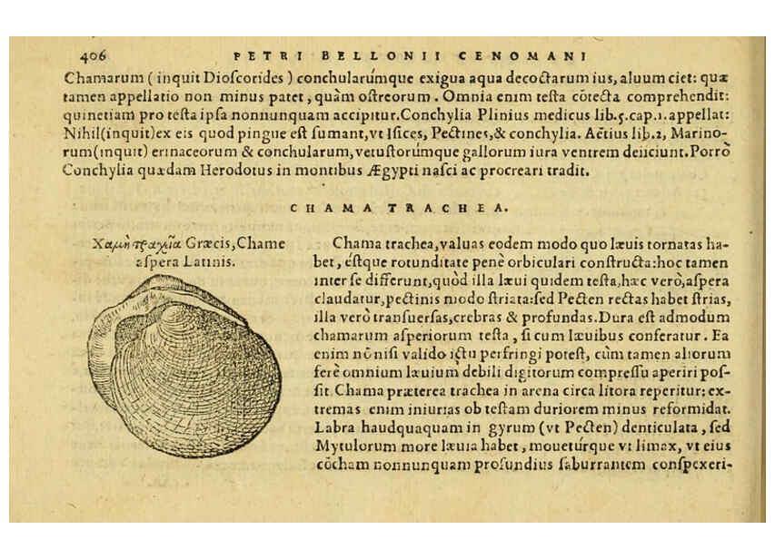 Reproducción/Reproduction 6418735123: Petri Bellonii Cenomani De aquatilibus, libri duo cum [epsilon, iota] conibus ad viuam ipsorum effigiem, quoad eius fieri potuit, expressis ... Parisiis,Apud C. Stephanum,1553