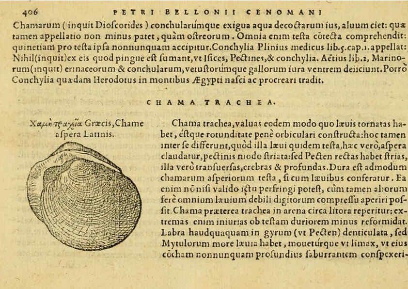 Reproducción/Reproduction 6418735123: Petri Bellonii Cenomani De aquatilibus, libri duo cum [epsilon, iota] conibus ad viuam ipsorum effigiem, quoad eius fieri potuit, expressis ... Parisiis,Apud C. Stephanum,1553