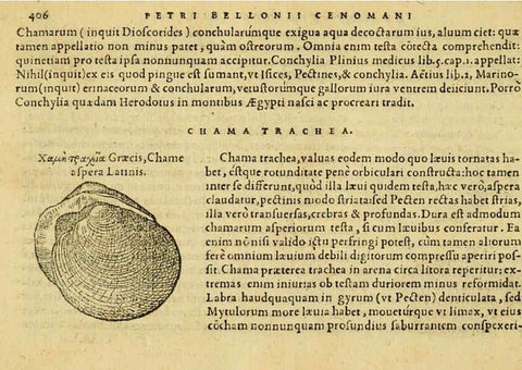Reproducción/Reproduction 6418735123: Petri Bellonii Cenomani De aquatilibus, libri duo cum [epsilon, iota] conibus ad viuam ipsorum effigiem, quoad eius fieri potuit, expressis ... Parisiis,Apud C. Stephanum,1553