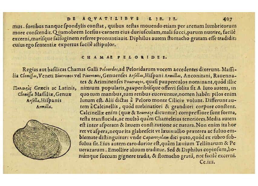 Reproducción/Reproduction 6418735441: Petri Bellonii Cenomani De aquatilibus, libri duo cum [epsilon, iota] conibus ad viuam ipsorum effigiem, quoad eius fieri potuit, expressis ... Parisiis,Apud C. Stephanum,1553