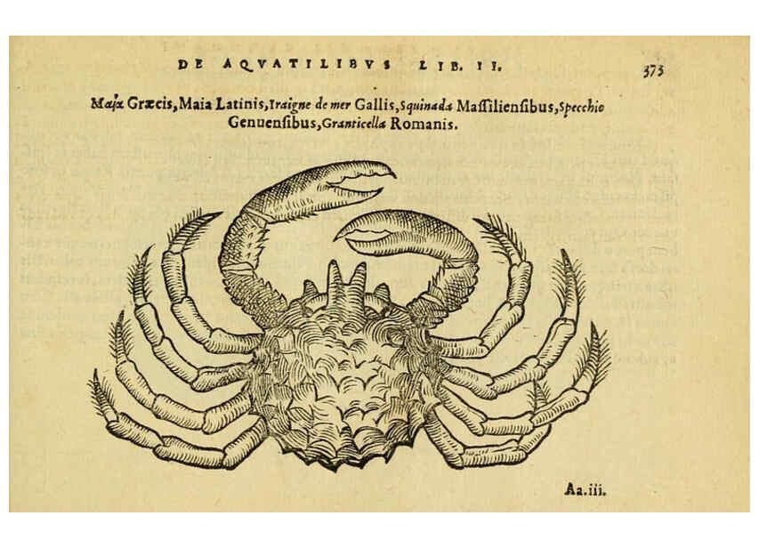 Reproducción/Reproduction 6418728235: Petri Bellonii Cenomani De aquatilibus, libri duo cum [epsilon, iota] conibus ad viuam ipsorum effigiem, quoad eius fieri potuit, expressis ... Parisiis,Apud C. Stephanum,1553