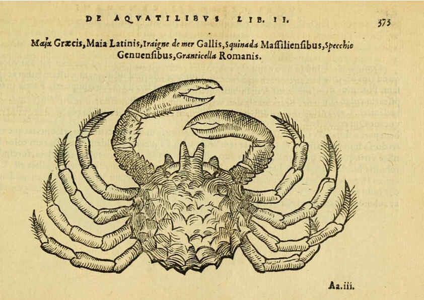Reproducción/Reproduction 6418728235: Petri Bellonii Cenomani De aquatilibus, libri duo cum [epsilon, iota] conibus ad viuam ipsorum effigiem, quoad eius fieri potuit, expressis ... Parisiis,Apud C. Stephanum,1553