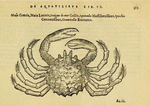 Reproducción/Reproduction 6418728235: Petri Bellonii Cenomani De aquatilibus, libri duo cum [epsilon, iota] conibus ad viuam ipsorum effigiem, quoad eius fieri potuit, expressis ... Parisiis,Apud C. Stephanum,1553